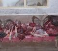 دستگیری ۲شکارچی غیر مجاز وکشف دولاشه آهو در مرز درگز
