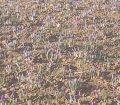 برگزاری جشنواره زعفران در شهرستان زاوه، قطب زعفران کشور