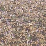 برگزاری جشنواره زعفران در شهرستان زاوه، قطب زعفران کشور